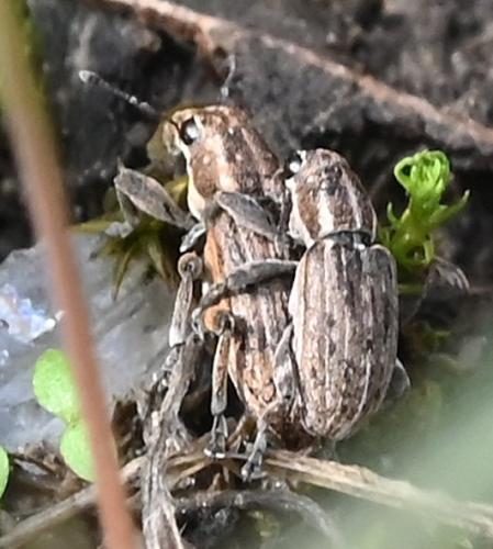 Sitona puncticollis